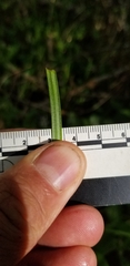 Carex wiegandii