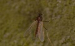 Microtendipes pedellus