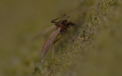 Microtendipes pedellus