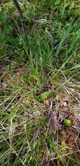 Carex wiegandii