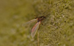 Microtendipes pedellus