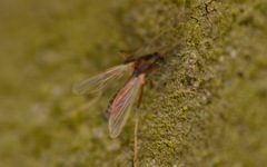 Microtendipes pedellus