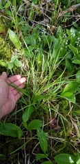 Carex wiegandii