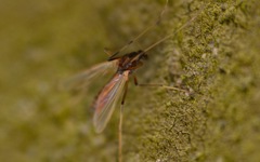 Microtendipes pedellus