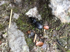 Plocamostethus planiusculus