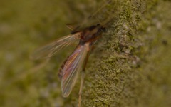 Microtendipes pedellus