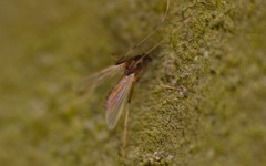 Microtendipes pedellus