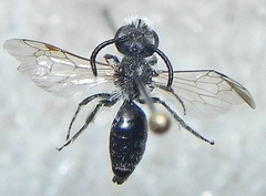 Andrena nasonii