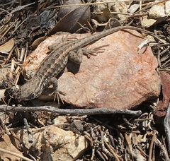 Sceloporus graciosus gracilis