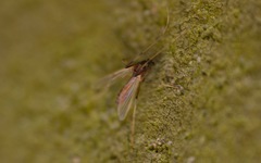 Microtendipes pedellus