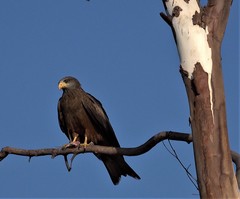 Milvus migrans parasitus
