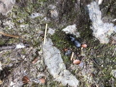 Plocamostethus planiusculus