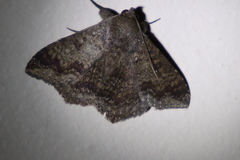 Ericeia sobria