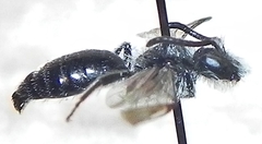Andrena nasonii