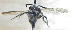 Andrena nasonii