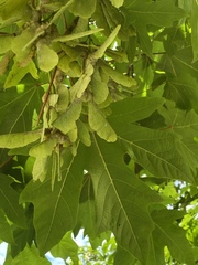 Acer macrophyllum