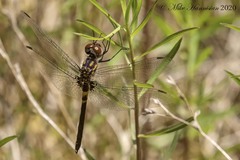 Celithemis verna
