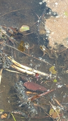 Lithobates virgatipes