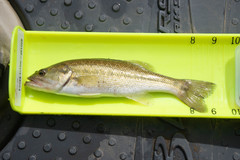 Micropterus henshalli