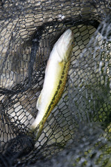 Micropterus henshalli