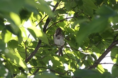 Melospiza melodia