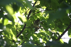 Melospiza melodia