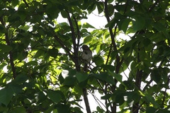 Melospiza melodia