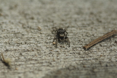 Habronattus festus