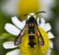 Synanthedon decipiens