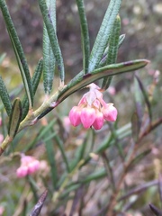 Andromeda polifolia glaucophylla
