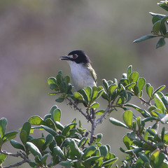 Vireo atricapilla