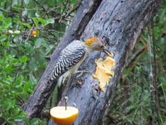 Melanerpes aurifrons