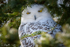 Image of Bubo scandiacus