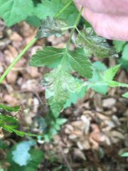 Phytomyza spondylii group