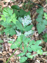 Phytomyza spondylii group
