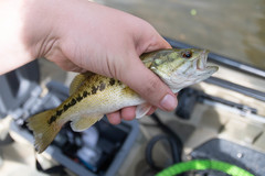 Micropterus henshalli