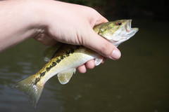 Micropterus henshalli