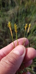 Carex exilis