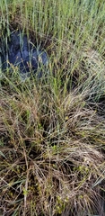 Carex exilis
