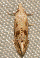 Platphalonidia felix