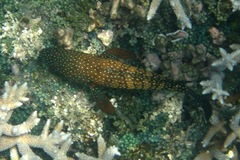 Cephalopholis cyanostigma
