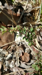 Euphorbia garberi