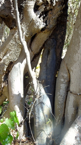 Image of Quadrella indica by (c) Francisco Farriols Sarabia, some rights reserved (CC BY)