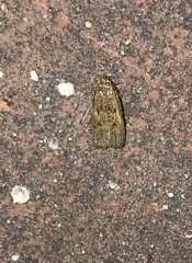 Glyphidocera juniperella