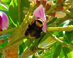 Centris flavofasciata