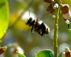 Centris flavofasciata