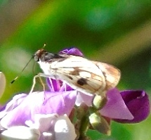 Vettius fantasos