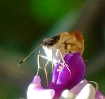 Vettius fantasos