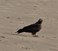 Milvus migrans parasitus