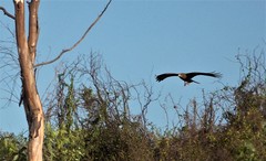 Milvus migrans parasitus